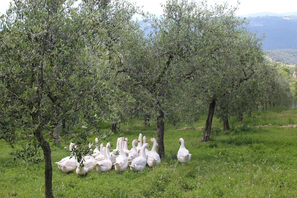 La Corte Dei Banchetti Gualdo Cattaneo Eksteriør billede
